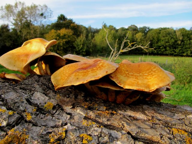 Pholiota adiposa Yvoir (Tricointe) 7-10-12 C.jpg