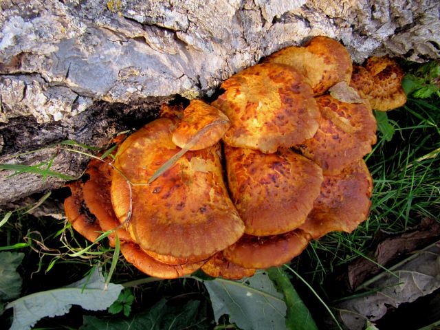 Pholiota adiposa Yvoir (Tricointe) 7-10-12 A.jpg