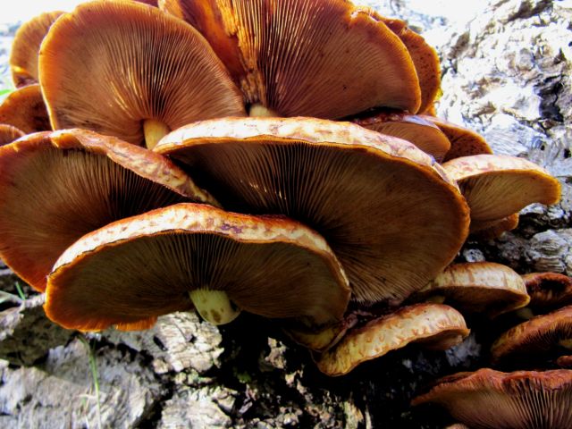 Pholiota adiposa Yvoir (Tricointe) 7-10-12.jpg