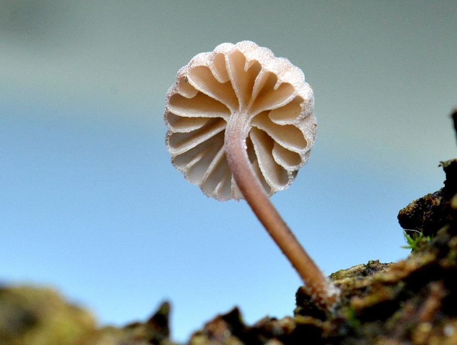 Mycena sp 2.jpg