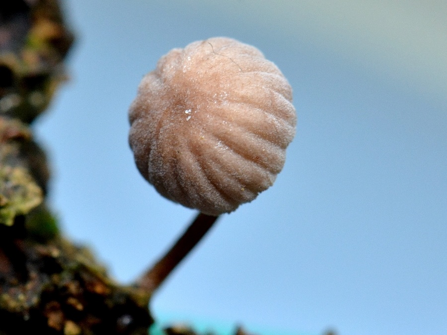 Mycena sp 3.jpg