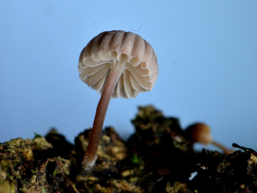 Mycena sp 5.jpg