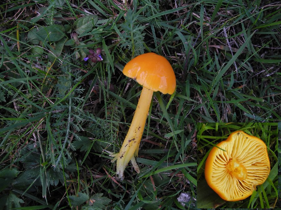 Hygrocybe.jpg