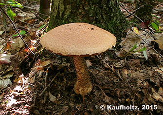 Leccinum sp._01.jpg