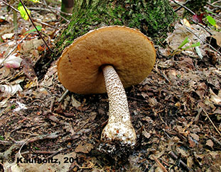 Leccinum sp._022.jpg