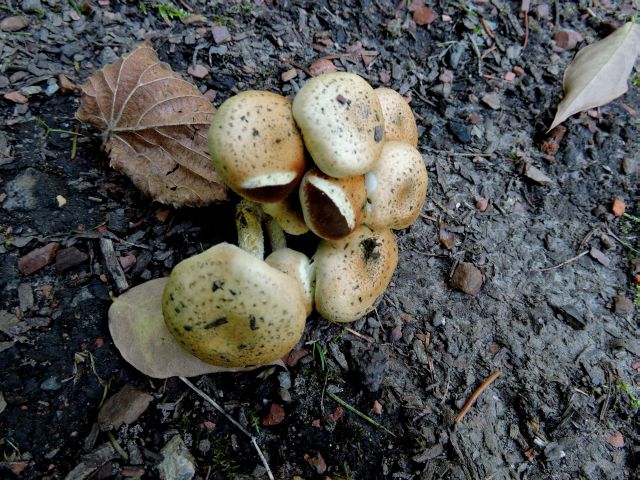 Pholiota spec. Morlanwelz (Domaine de Mariemont) 1-10-15 A.jpg