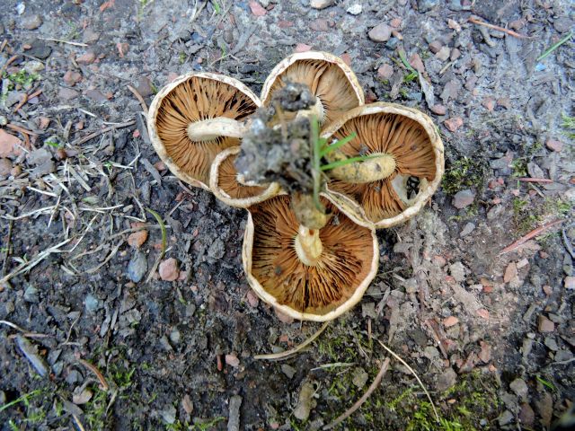 Pholiota spec. Morlanwelz (Domaine de Mariemont) 1-10-15.jpg