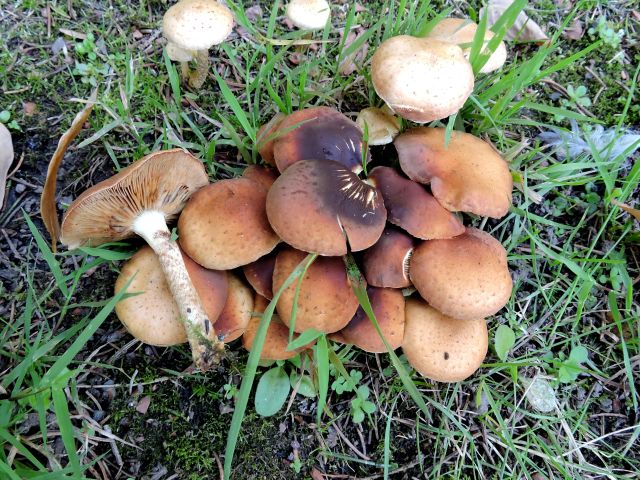 Pholiota spec. Morlanwelz (Domaine de Mariemont) 1-10-15 B.jpg