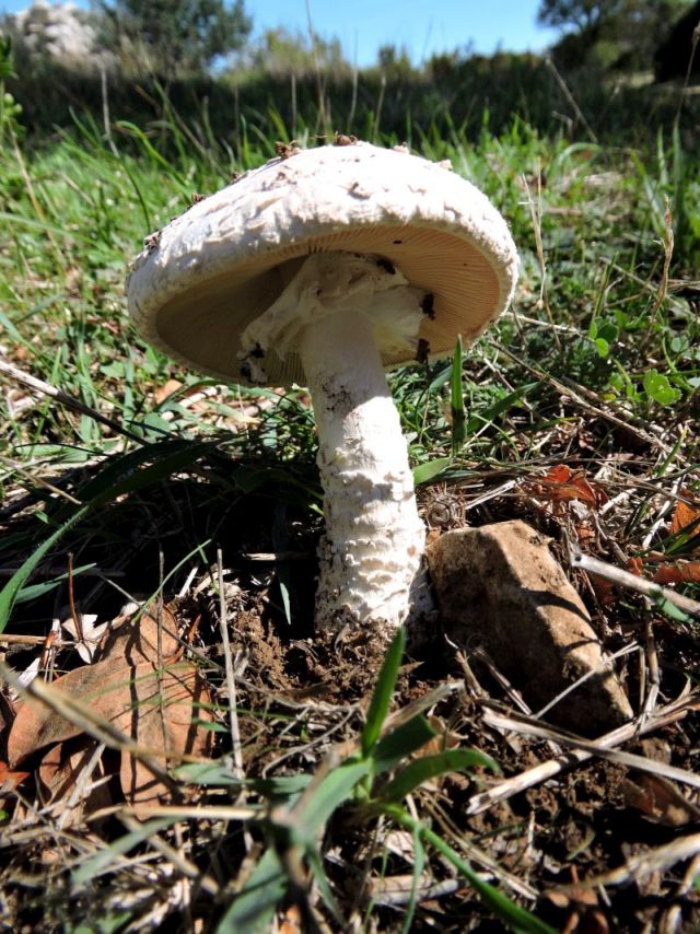 Amanita strobiliformis Fons-sur-Lussan (Serre de Fons) (F) 24-09-15 C.jpg