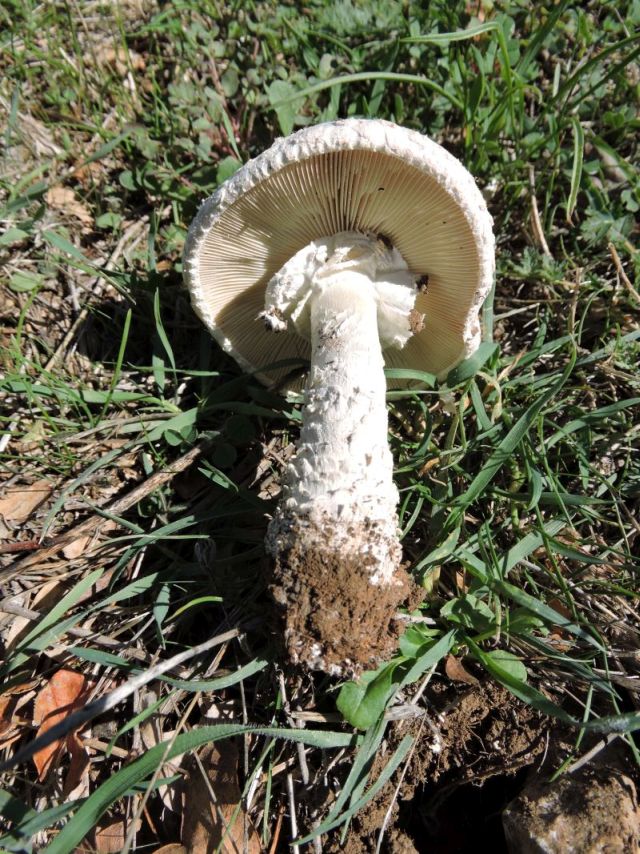 Amanita strobiliformis Fons-sur-Lussan (Seere de Fons) (F) 24-09-15 A.jpg