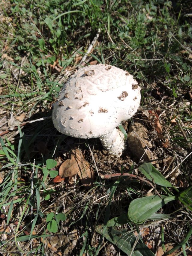 Amanita strobiliformis Fons-sur-Lussan (Seere de Fons) (F) 24-09-15.jpg