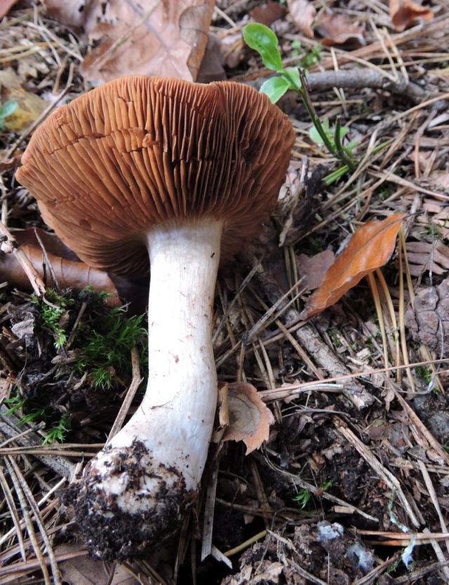 Cortinarius spec. Durnal 29-10-15 B.jpg