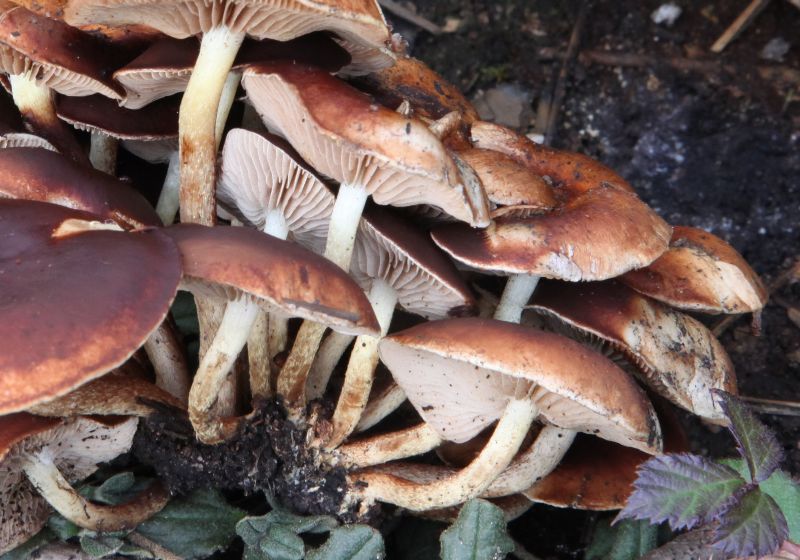 Pholiota highlandensis.JPG