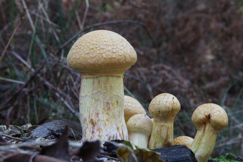 Gymnopilus.JPG