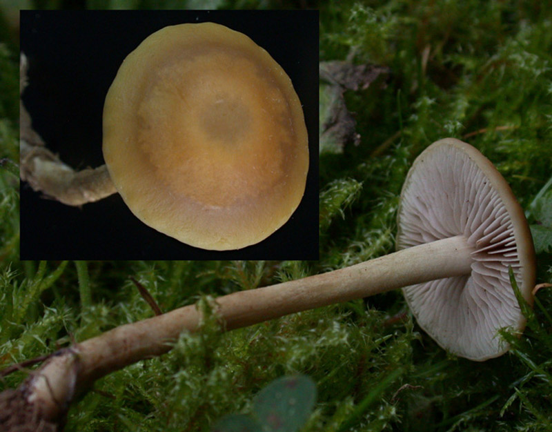 Agrocybe-arvalis1.jpg