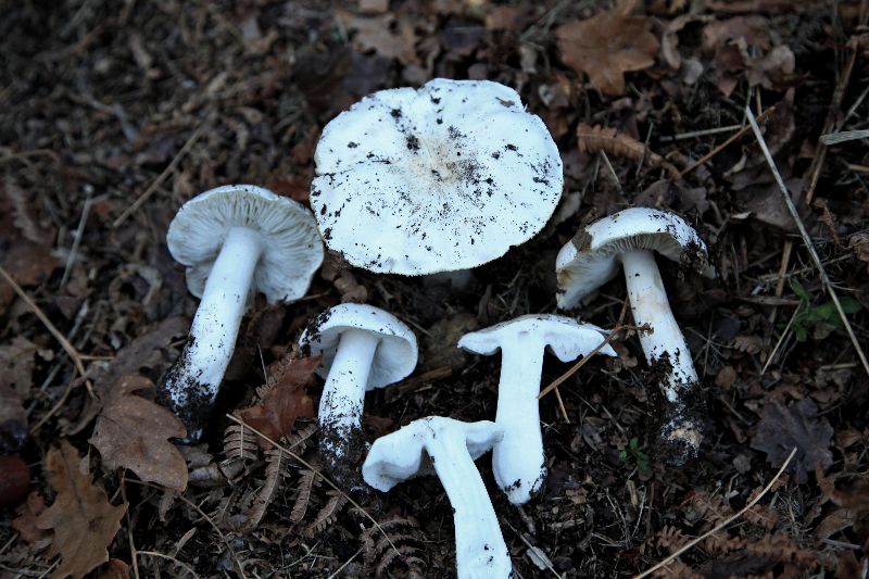 Tricholoma (.. (4).JPG