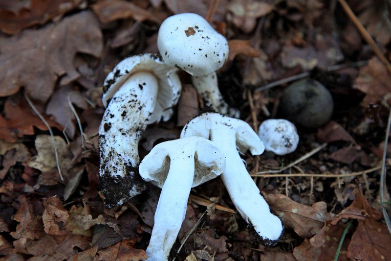 Tricholoma (.. (3).JPG