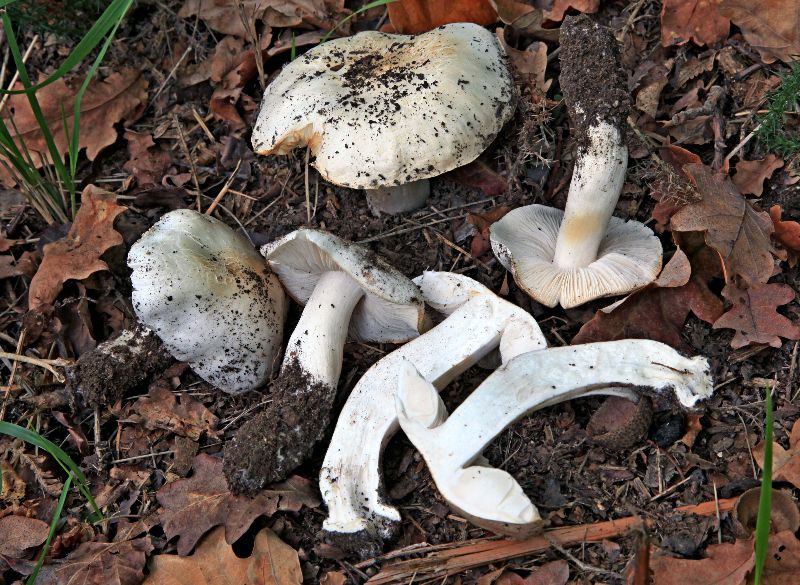 Tricholoma-b.JPG