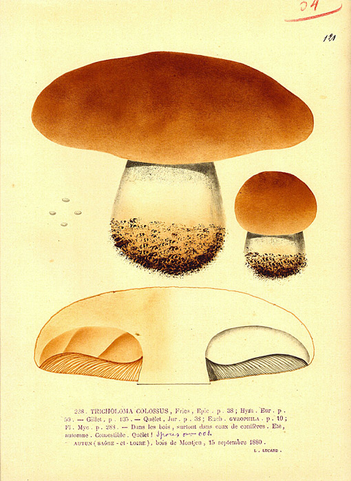 Tricholoma-colossus,-Fries.jpg