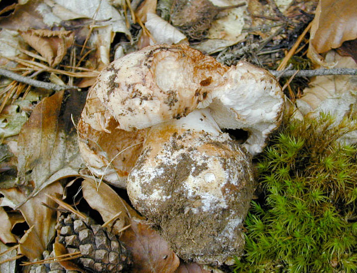 Tricholoma colossus .jpg