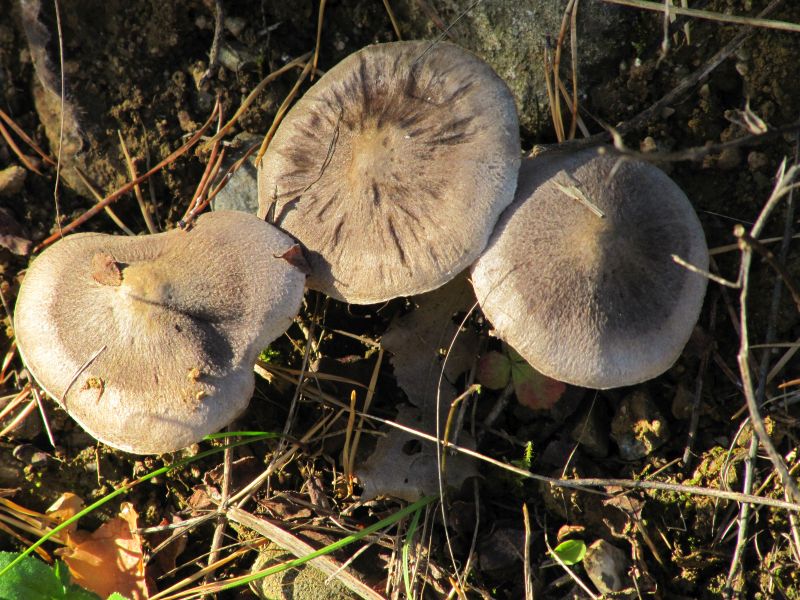 Tricholoma spec. Bergheim (Grasberg) Alsace  - Haut-Rhin (F) 30-10-15.jpg