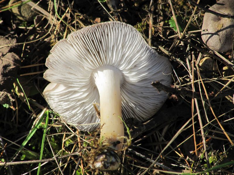 Tricholoma spec. Bergheim (Grasberg) Alsace - Haut-Rhin (F) 30-10-13 A.jpg