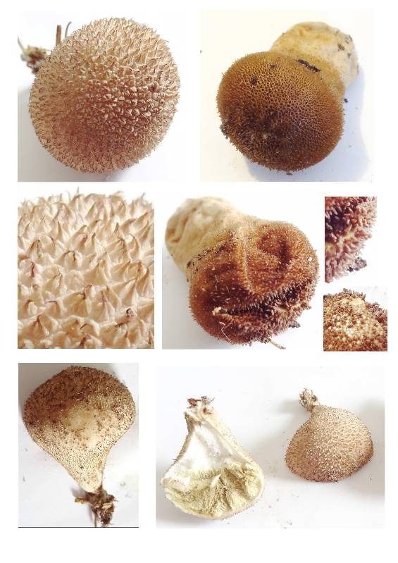 Lycoperdon-redim800.jpg