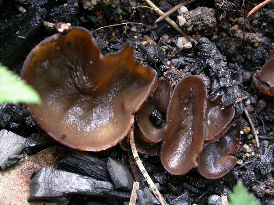 Plicaria endocarpoides.jpg