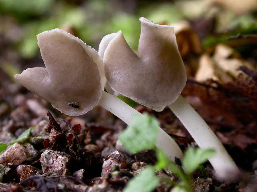 Helvella1.jpg