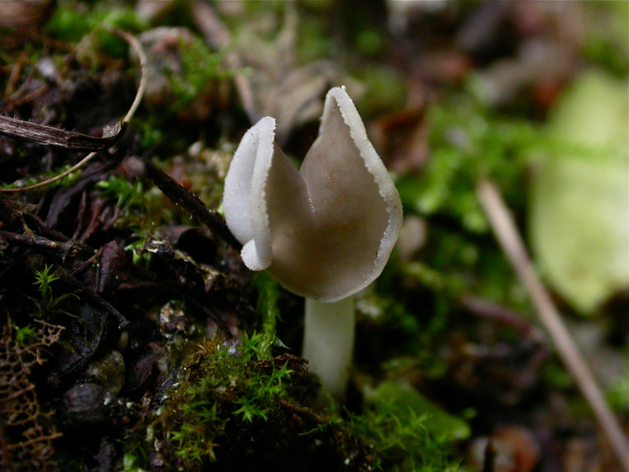 Helvella3.jpg