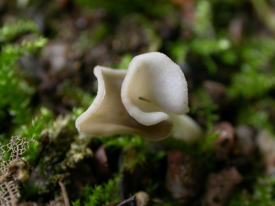 Helvella4.jpg