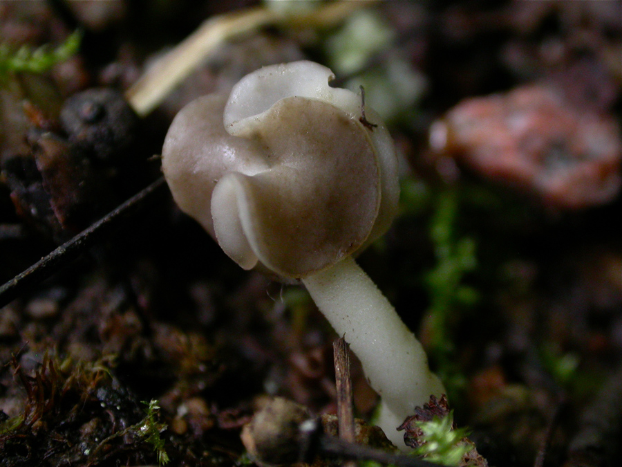 Helvella5.jpg