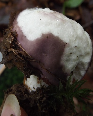 Russula_cyanoxantha1.jpg