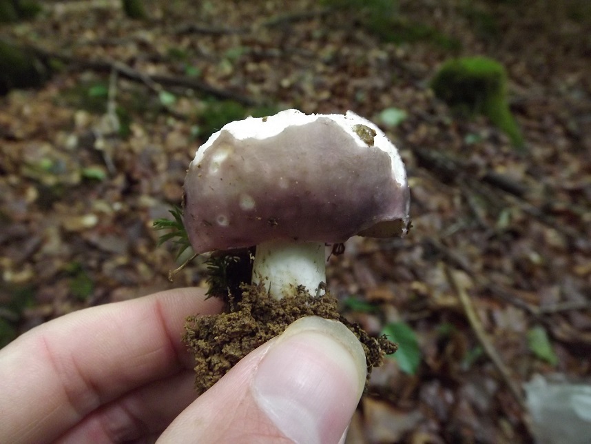 Russula_cyanoxantha3.jpg