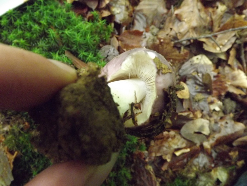 Russula_cyanoxantha4.jpg