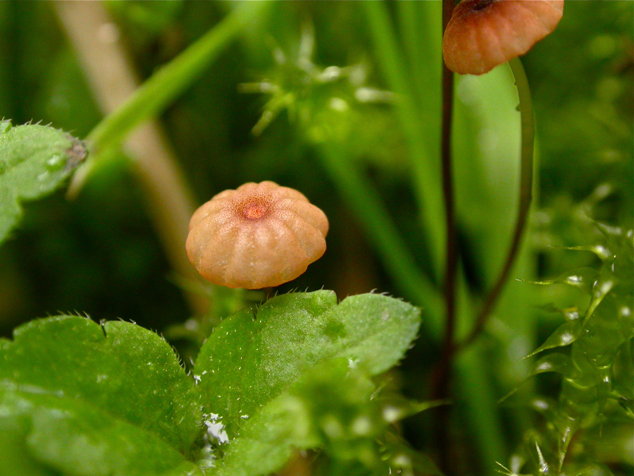 Marasmius-graminum3.jpg