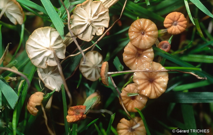 Marasmius curreyi 4352.jpg