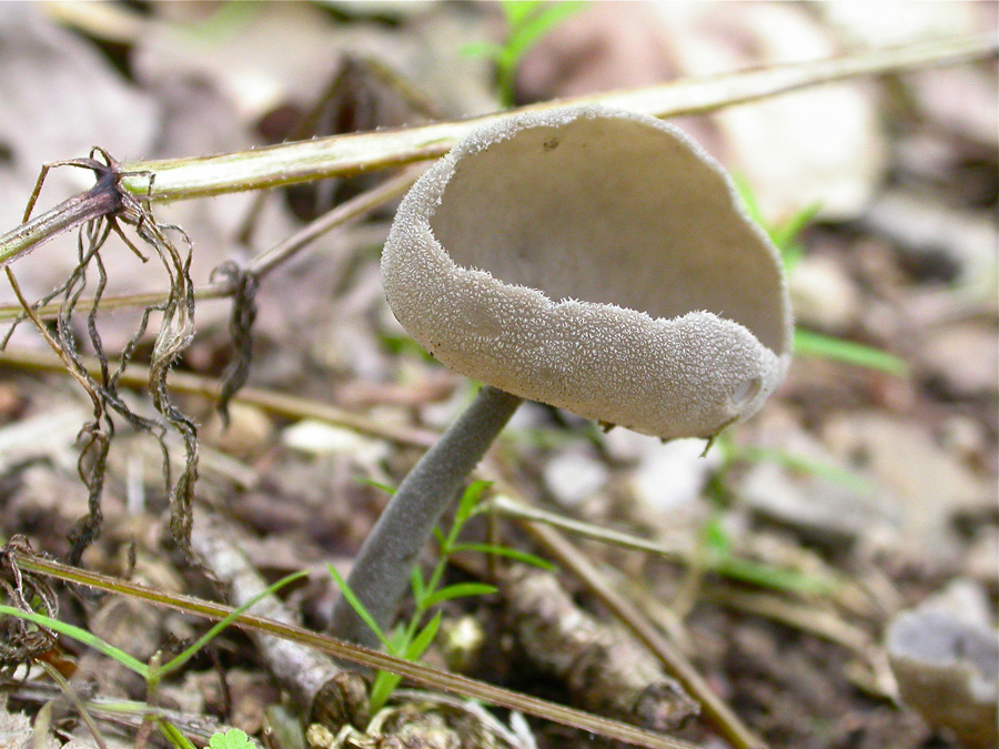 Helvella-macropus2.jpg