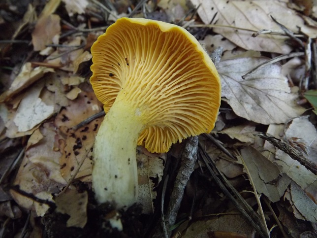 Cantharellus1.jpg