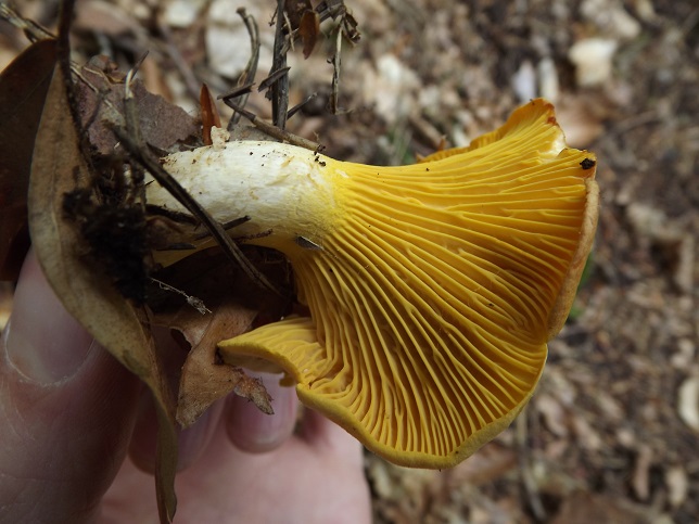 Cantharellus3.jpg