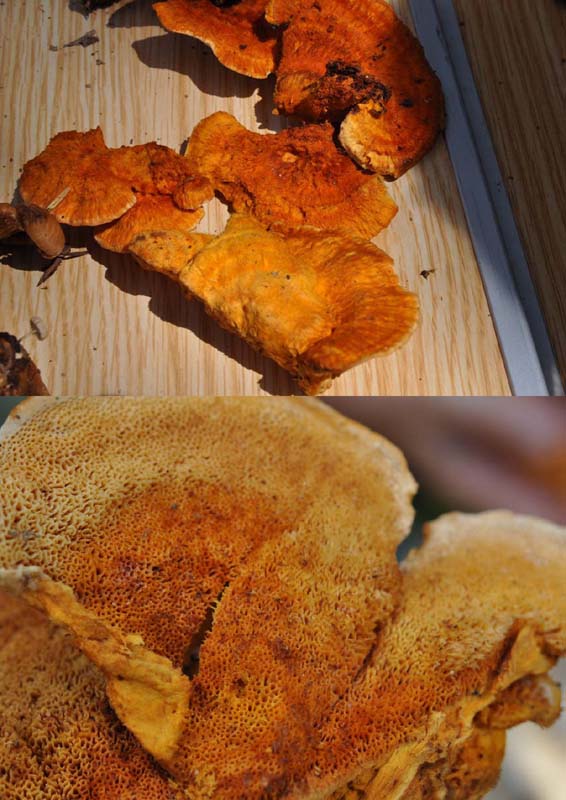 Polyporus.jpg