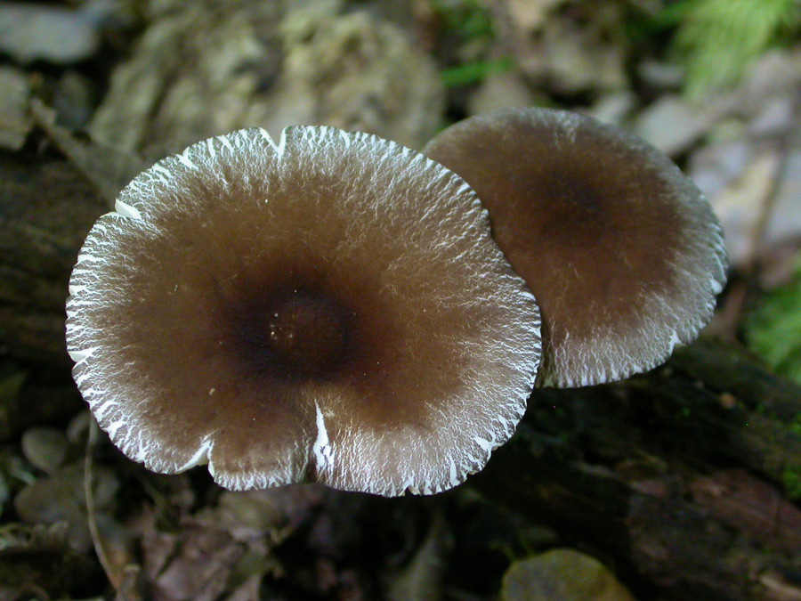 Pluteus1.jpg