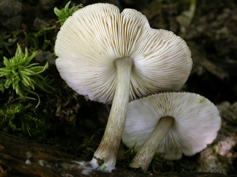 Pluteus2.jpg