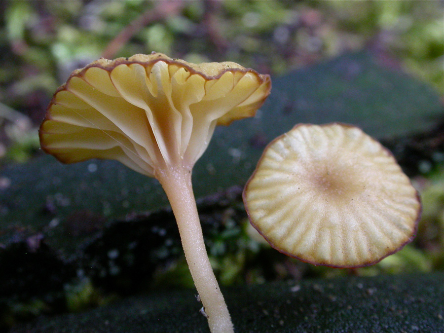 Lichenomphalia-umbellifera.jpg