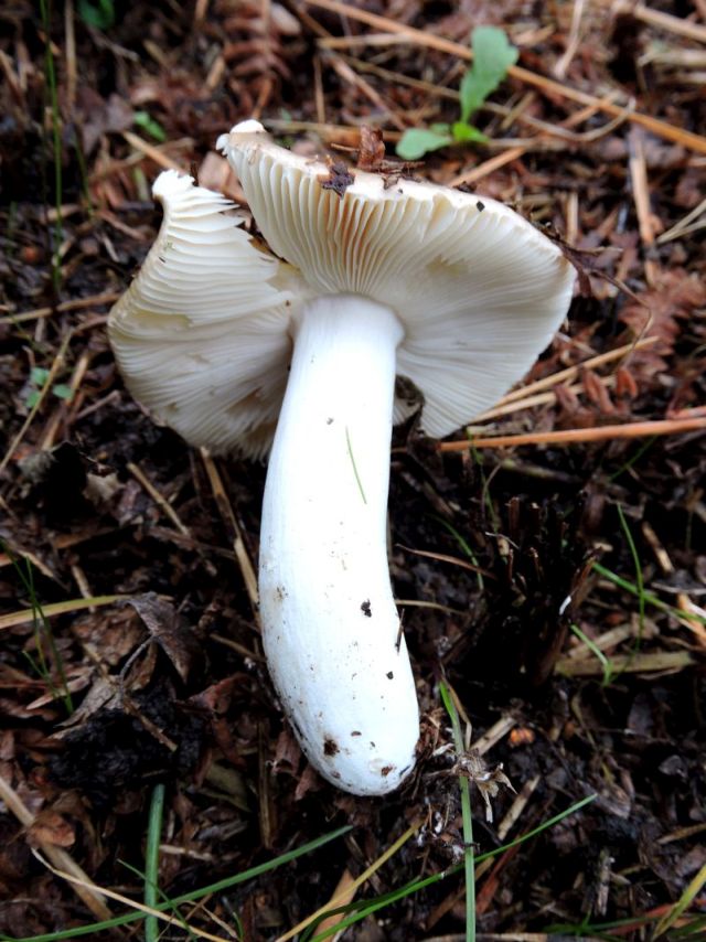 Russula spec. Durnal 3-10-16 B.jpg