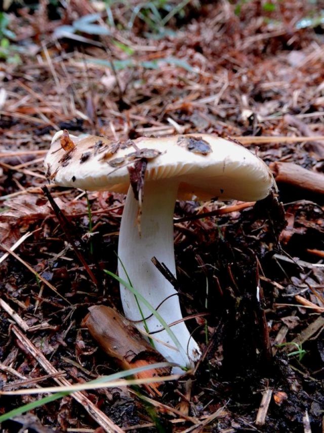 Russula spec. Durnal 3-10-16.jpg