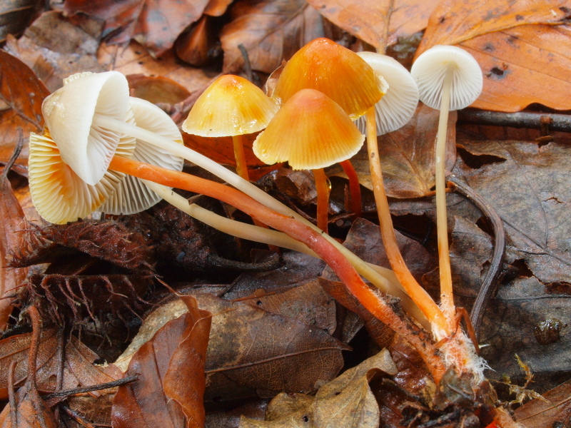 Mycena crocata-002.JPG