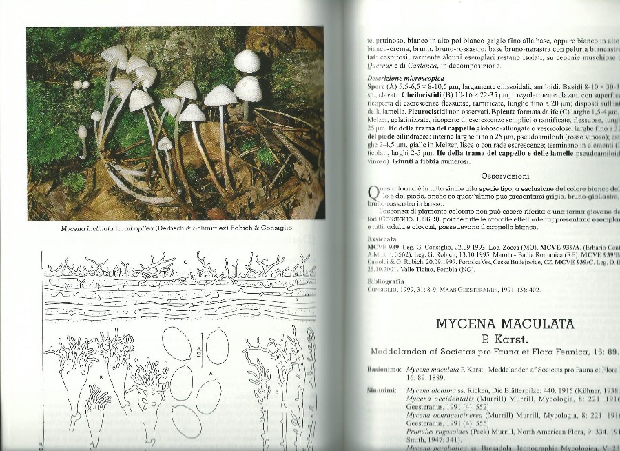 M.inclinata fo.albopilea dans Robich-redim900.jpg