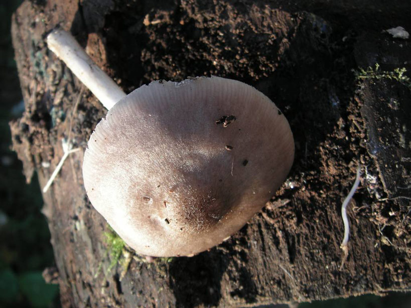 Pluteus-primus.jpg