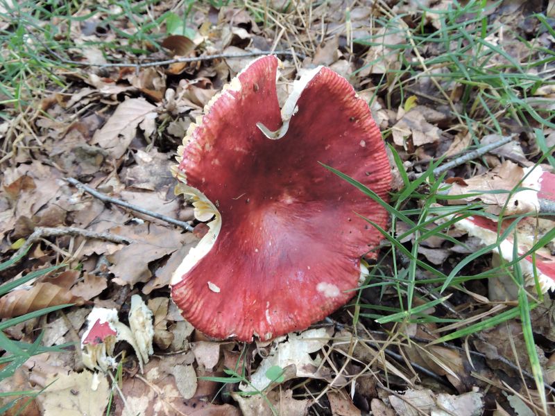 Russula spec. 14-08-17 Leignon D.jpg